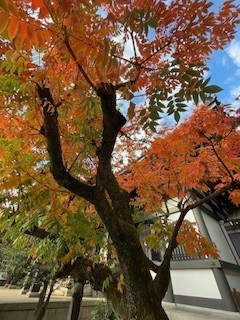 野鳥の声と紅葉と