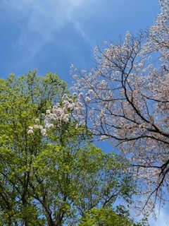 桜と緑と太陽と