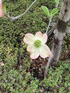 幸せが100年続きますように