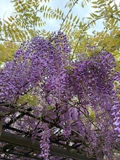藤棚にて