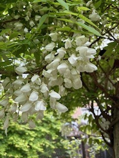 白の房