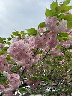 八重桜も咲き誇り