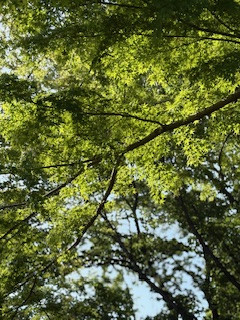 緑濃く