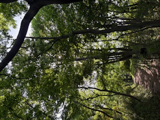 木陰の風景