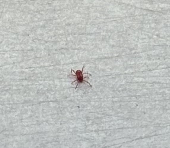 毎年出て来るこの虫は