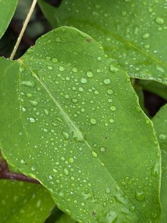 水玉
