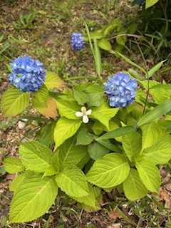 紫陽花とドクダミと
