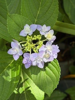梅雨の花