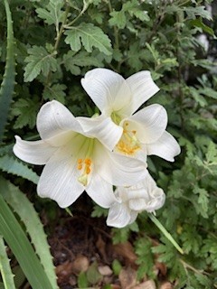夏の花開く
