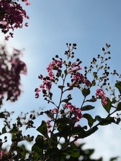 夏の花を見上げる