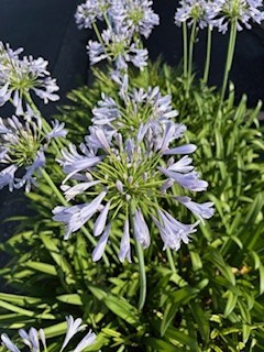 涼やかな色にホッとする