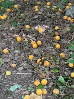 梅の実落ちて季節も変わる