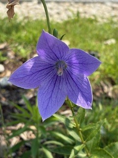 涼を呼ぶ花1