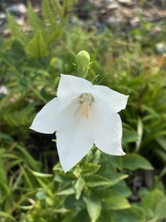 涼を呼ぶ花2