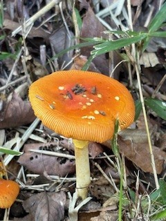 目立ち過ぎ