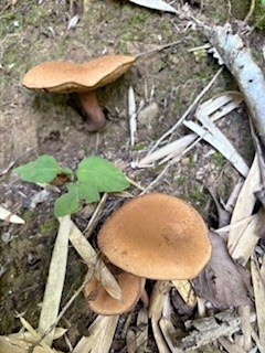 キノコならでは