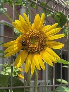 真夏の蜂も日陰を好む