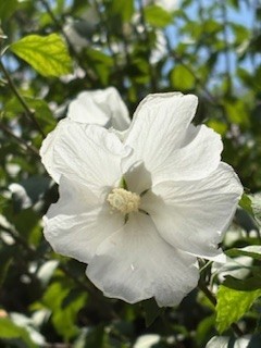 盛夏に咲く花