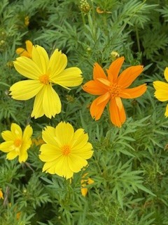 夏バテ知らず