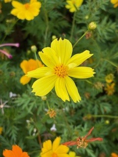 花元気