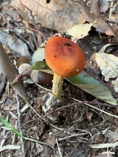  キノコ1