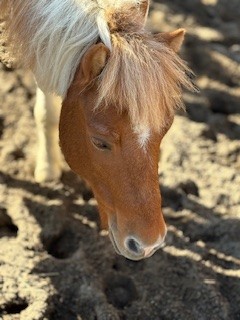 ポニーです。大人は乗せられません。