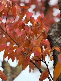 今年もお色直し