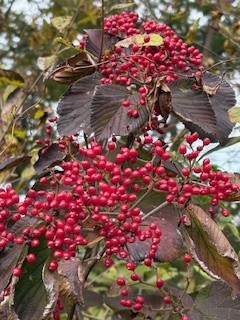 色鮮やかに実る