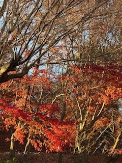 紅葉