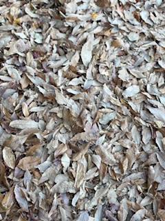 踏めばサクサク音がする