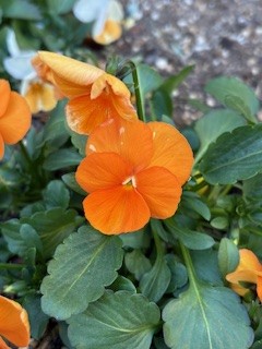 太陽色に身を染めて