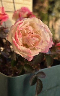 誰の胸に薔薇は咲くのか