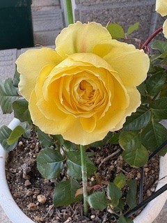 花言葉は、幸福、美