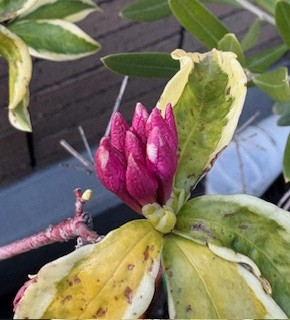 カミングスーン