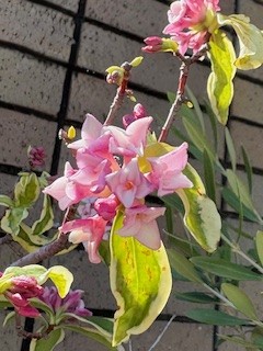 我がベランダで花開く