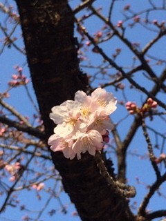 オオカンザクラ開花！