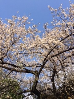 見とれ桜