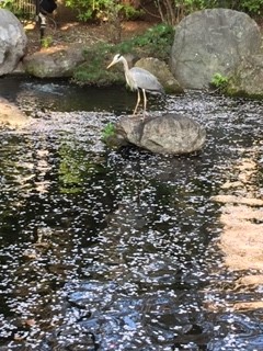 水面満開