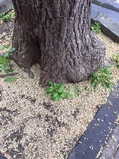 イチョウ、これは臭いません