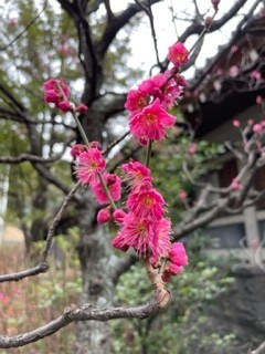  春の香り漂わせ