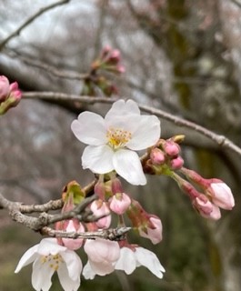 三分咲き