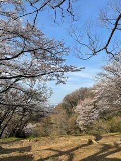 春の淡さ