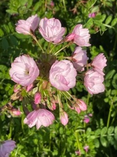 我が家の花はこれからです