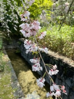 水面に枝垂