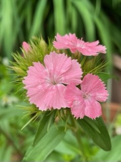 東京街角の花1