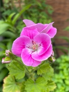 東京街角の花3