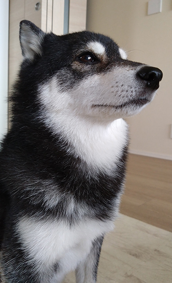 紋次郎写真