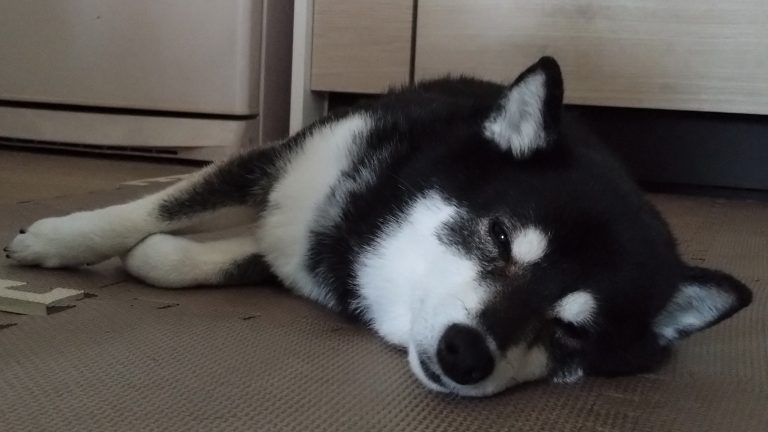 どこでも寝ます