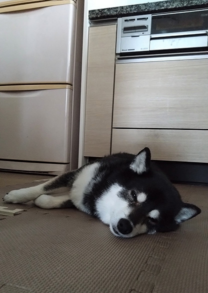 どこでも寝ます