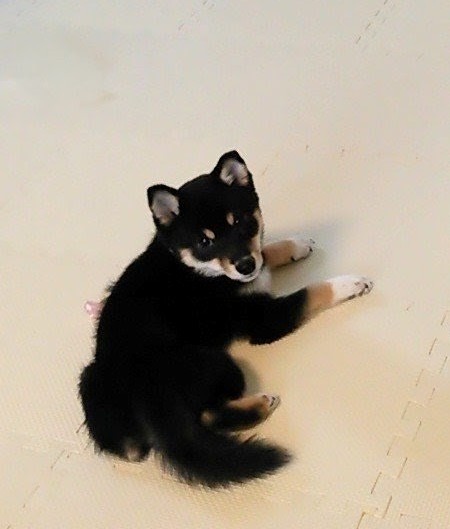 子犬の頃のボク